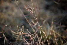 Dry Curved Grass Seed Tufts