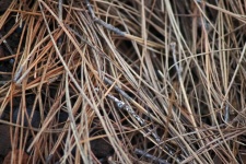 Dry Pine Needles And Twigs Covering