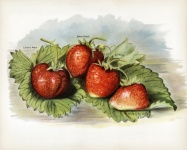 Fresas frutas arte vintage