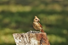 Pájaro cardenal hembra comiendo semillas