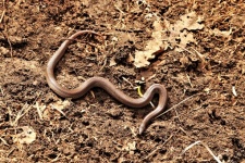 Serpent à collier femelle dans la saleté