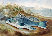 Arta vintage de biban de pește