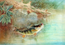 Art vintage de perche de poisson
