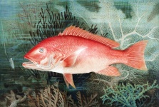 Fish redfish vintage art