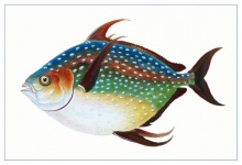 Fisch Tropisch Vintage Kunst