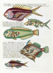 Fish art vintage na Indonésia