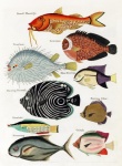 Рыбное искусство винтаж индонезия