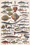 Ryby vintage umění ilustrace