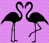 Flamingos 001 2