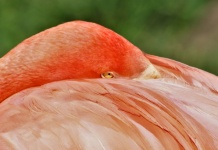 Flamingo med huvudet mellan vingar