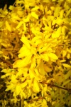 Forsythia flowers