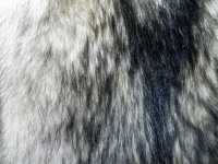 Wolf Fur 001