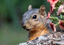 Fox Squirrel Close-up Portrait