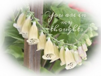Foxgloves Flowers Thoughts Greeting