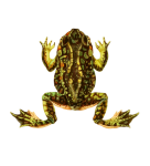 Grenouille crapaud amphibien vintage