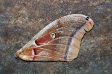 Giant Silk Moth Wing 2