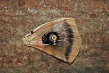 Giant Silk Moth Wing