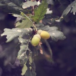 Oak Acorns On A Branch