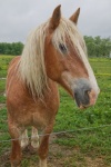 Cavalo de fazenda Amish marrom dourado