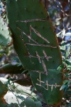 Graffiti op een grote cactusvijg