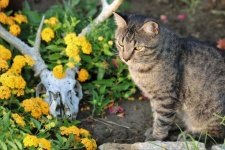 Grijze Cyperse kat in bloementuin