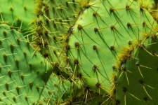 Groene cactussen achtergrond