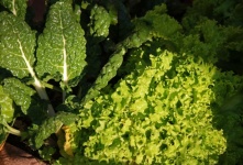 Lattuga verde e spinaci a foglia riccia