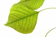 Green leaves with veins