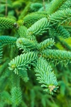 Branche de pin vert