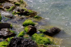 Algues vertes sur les rochers
