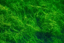 Green underwater plants