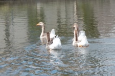 Grupo de gansos en el estanque