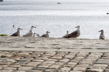 Gruppo di uccelli sulla banchina
