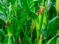Growing corn cob