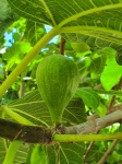 Growing Fig