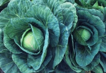 Kale Cabbage Salad Vegetables