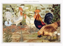 Arte vintage de galinhas galo