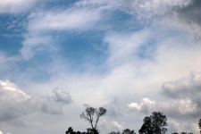 Hoge vlokkige wolken boven boomtoppen