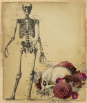 Vintage skalle och skelett