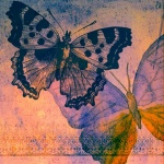 Papier d'album texturé papillon