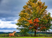 Running horse in autumn