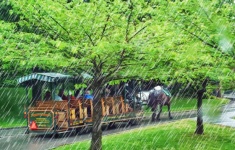 Von Pferden gezogene Touristenbahn
