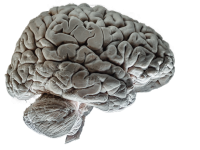 Cervello umano