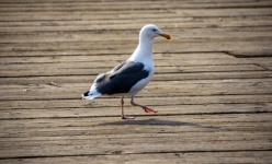 Seagull walking on pier walk