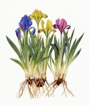 Iris lys art vintage