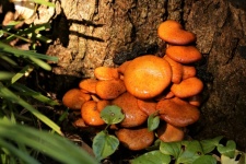 Jack-O-Lantern Mushrooms
