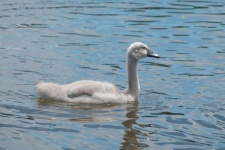 Cisne joven en el agua
