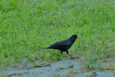 Young blackbird