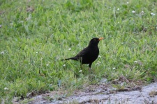 年轻的黑鸟在草丛中