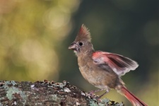 Décollage cardinal juvénile femelle